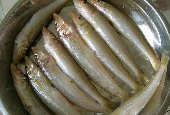 沙尖鱼 学名:多鳞鱚 沙尖鱼是海鱼,肉质鲜美, 喜欢在暖水里把身体转