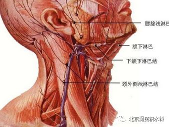 导致淋巴肿瘤的原因(图1)