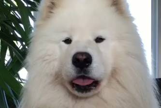 一曲动人的 比比の歌，送给爱萨摩的你