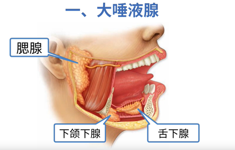口腔长泡是什么原因引起的