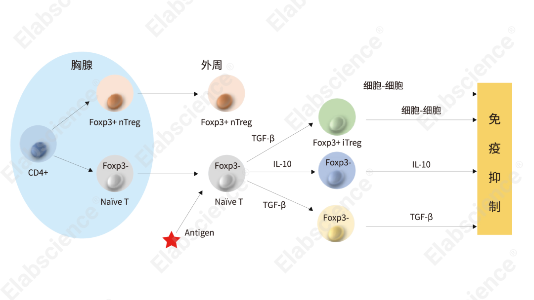 是由初始cd4 t细胞(th0)经抗原刺激后分化发育而来,包括tr1细胞,th3