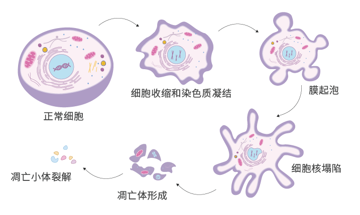 elabscience细胞死亡之细胞凋亡大盘点