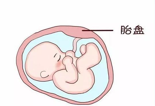 揭开胎盘版变形金刚的神秘面纱