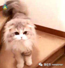 美腻的猫咪，长长的大尾巴像毛掸子