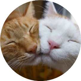 猫咪爱上喵星人