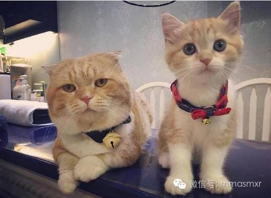 喵星人也烦熊孩子，所有当爹的带娃模式都是一样！