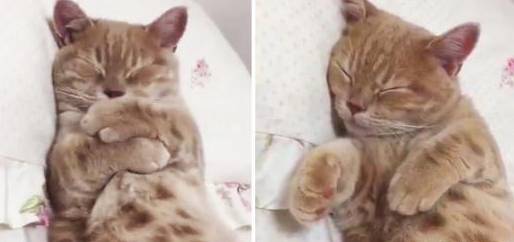 喵星人总霸占铲屎官的枕头睡觉，铲屎官没办法只好给圣上做了个小的