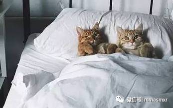 喵星人理想的周末vs现实的周末。。。