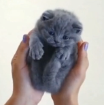 掌心里的猫咪，实在太可爱了