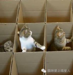 铲屎官亲手给猫咪做了此等神器，猫咪肯定很满意！