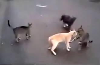 喵星人切磋武艺，这攻击速度无敌了！