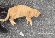 喵星人碰瓷新境界：从来没见过如此厚颜无耻之喵！