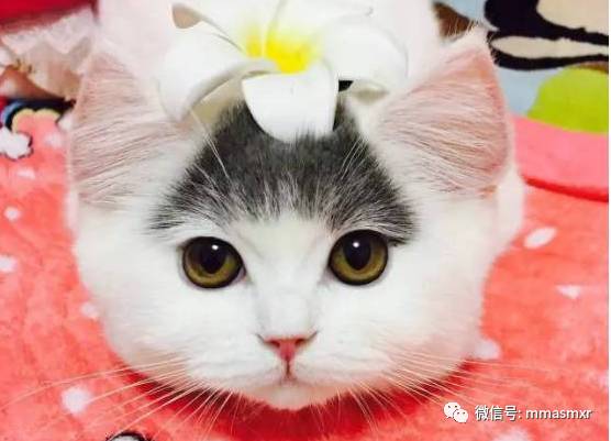 猫咪你这空气刘海太好看了！