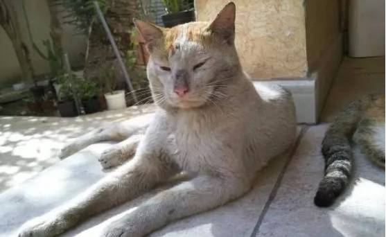 离家出走的喵星人，回来时候的模样，这气质果然是经历过风雨啊！