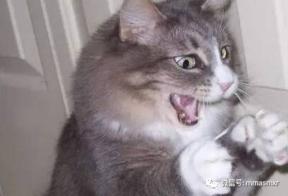 喵星人完美的阐释了各个时刻的你