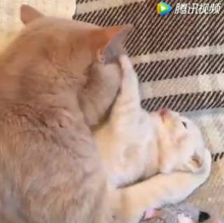 猫咪：妈咪放过我吧，别舔了好痒的，再舔下去就要秃了！