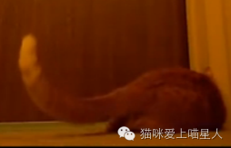 喵星人发现了叫醒铲屎官起床玩的神器后，每天5点都准时出现！