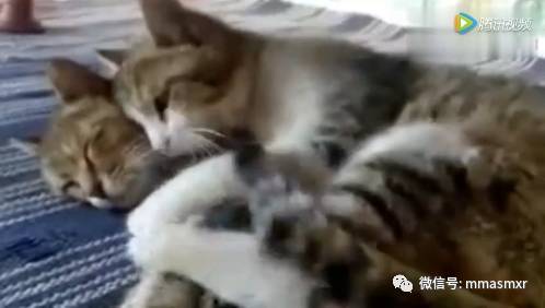 喵星人完美演绎：热恋，婚前，婚后的生活。。。