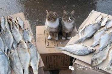 多功能复合型喵星人，喵星人果然是万能的