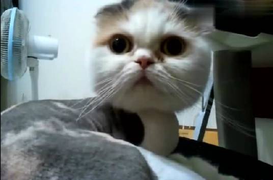 因为被剃毛而正在伤心的喵。。。一听到吃饭以后。。。