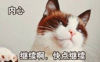 喵星人实力诠释你内心丰富的吐槽世界