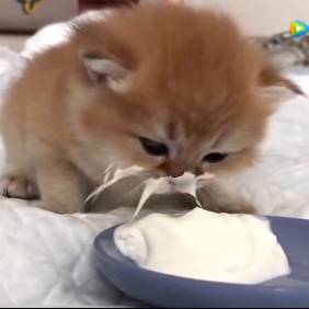 猫咪埋头专心舔酸奶，吃得满脸都是！