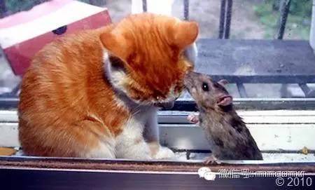 铲屎官发现老鼠君，请来喵星人，结果。。。