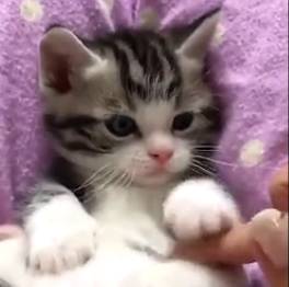 这猫咪当之无愧是卖萌冠军