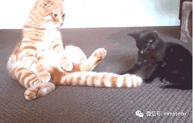 喵星人，你这尾巴都能玩半天