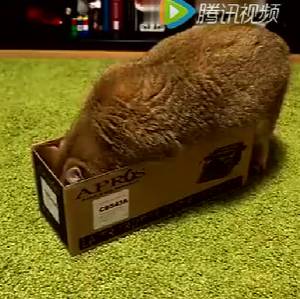 喵星人施展缩骨功，然而最后发觉有点不对劲