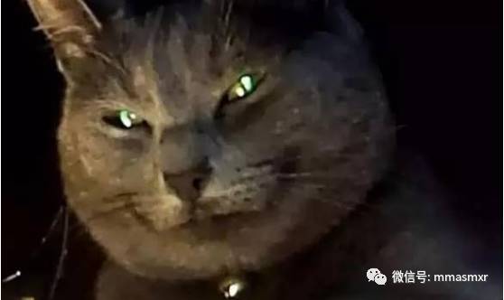 喵星人征服蓝星的完美计划，完美！