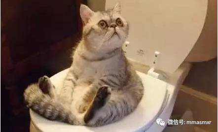 喵星人便便姿势大全 你家的是哪种？