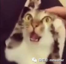 喵：铲屎的你这招摸头杀的确厉害，朕受不了，朕投降！