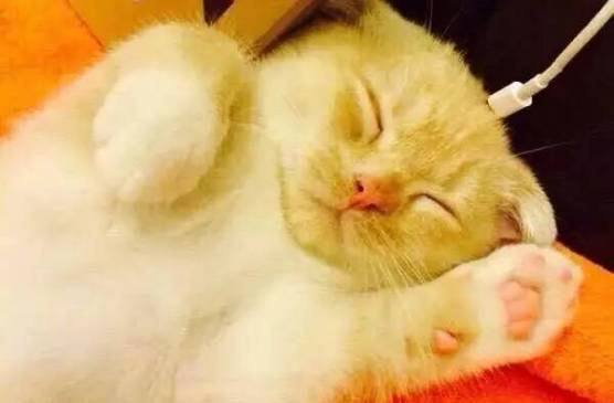 喵星人为什么晚上都这么活跃？因为白天都在充电！