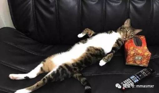 喵星人看起电视来竟然比铲屎官还投入！