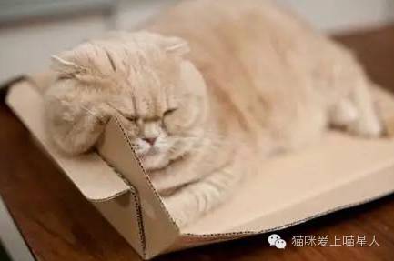 喵星人，你是腮帮子发炎了吗..