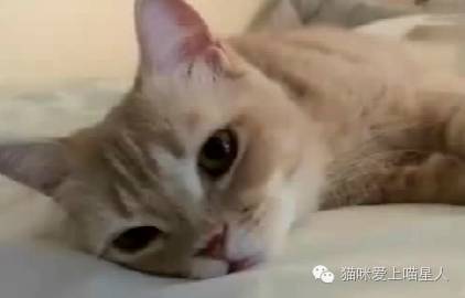 一枚生无可恋的喵星人，把失恋后时的你神演绎得超形象..