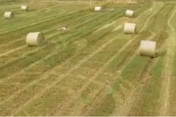 奇妙精灵怎么样南小精灵奇妙物语③——“新”声_https://www.jmylbn.com_新闻资讯_第12张