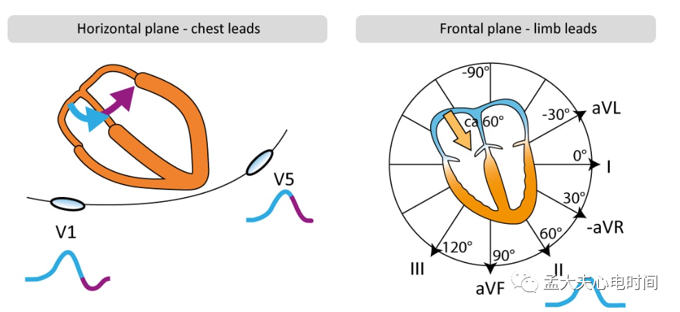p心电图功能怎么开通心电基础-P波_https://www.jmylbn.com_新闻资讯_第2张