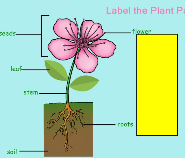 Pr Science Hsp科学课plants Life Cycle 2 Poppyl 微信公众号文章阅读 Wemp