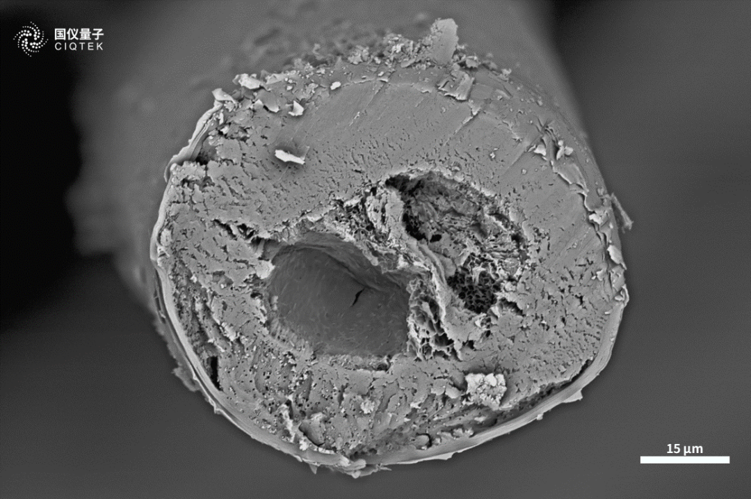 以“喵星人”為例！掃描電鏡在動物毛發微觀結構研究中的應用