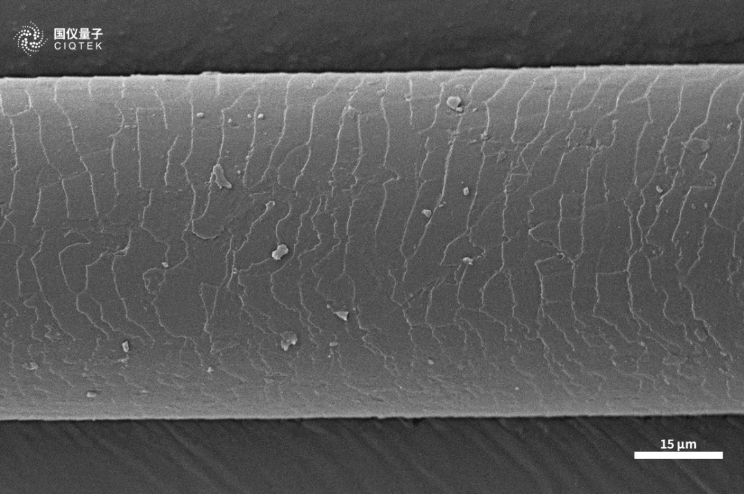 以“喵星人”為例！掃描電鏡在動物毛發微觀結構研究中的應用