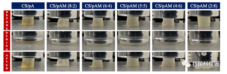 壳聚糖抗菌凝胶怎么用美国康涅狄格大学罗阳超教授Adv. Compos. Hybrid Mat.：抗菌活性增强的壳聚糖／聚合物双网络水凝胶的构建与表征_https://www.jmylbn.com_新闻资讯_第3张