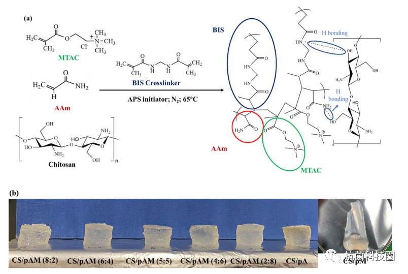 壳聚糖抗菌凝胶怎么用美国康涅狄格大学罗阳超教授Adv. Compos. Hybrid Mat.：抗菌活性增强的壳聚糖／聚合物双网络水凝胶的构建与表征_https://www.jmylbn.com_新闻资讯_第2张