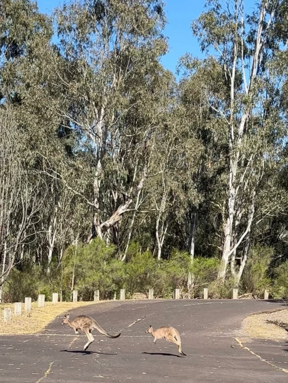 全诚无忧学姐carol工作四年去澳洲留学追求不设限人生
