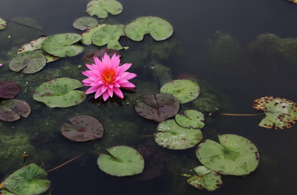 上海易初莲花 卜蜂莲花总部_普法栏目剧莲花闹海堂_莲花堂