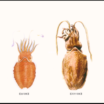 海什么止血【每周中药】教你认识“海螵蛸”，收敛止血，固精止带！_https://www.jmylbn.com_新闻资讯_第4张