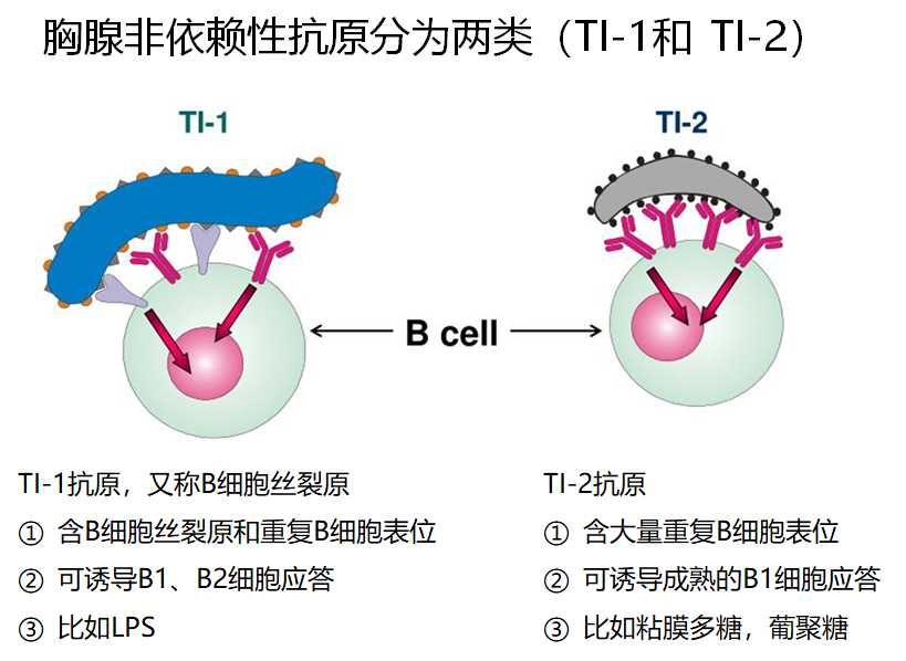 08 2 为什么非胸腺依赖性抗原没有免疫记忆 芒果师兄聊生信 微信公众号文章阅读 Wemp