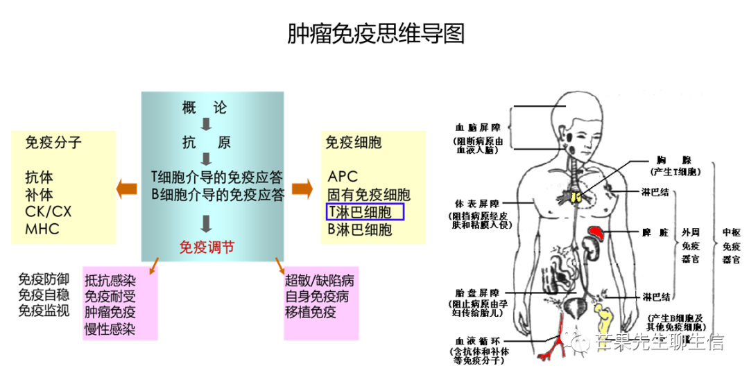 收藏贴 T细胞亚群分类图谱 芒果师兄聊生信 微信公众号文章阅读 Wemp