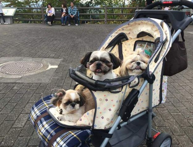 下次看到狗狗坐在小推車里，請別再問為什麼了... 寵物 第12張